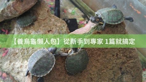 寵物烏龜|【養烏龜懶人包】：從新手到專家，1篇就搞定